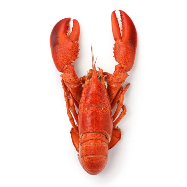 خرنگ قرمز دریایی تازه